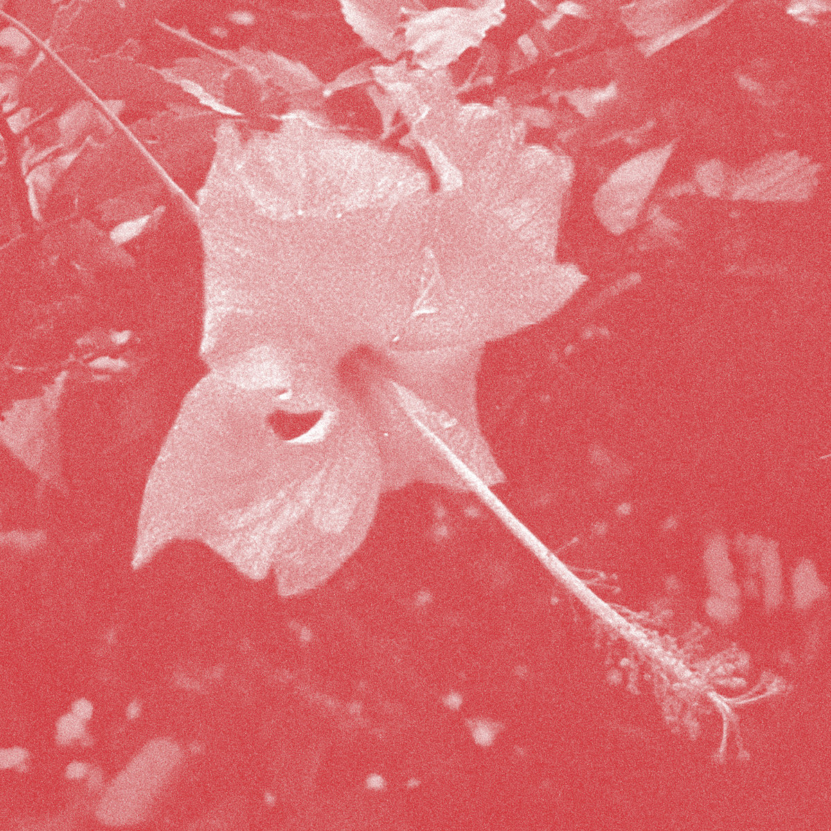 African Paper | Poulaine: Wiederveröffentlichung des Albums von Celer